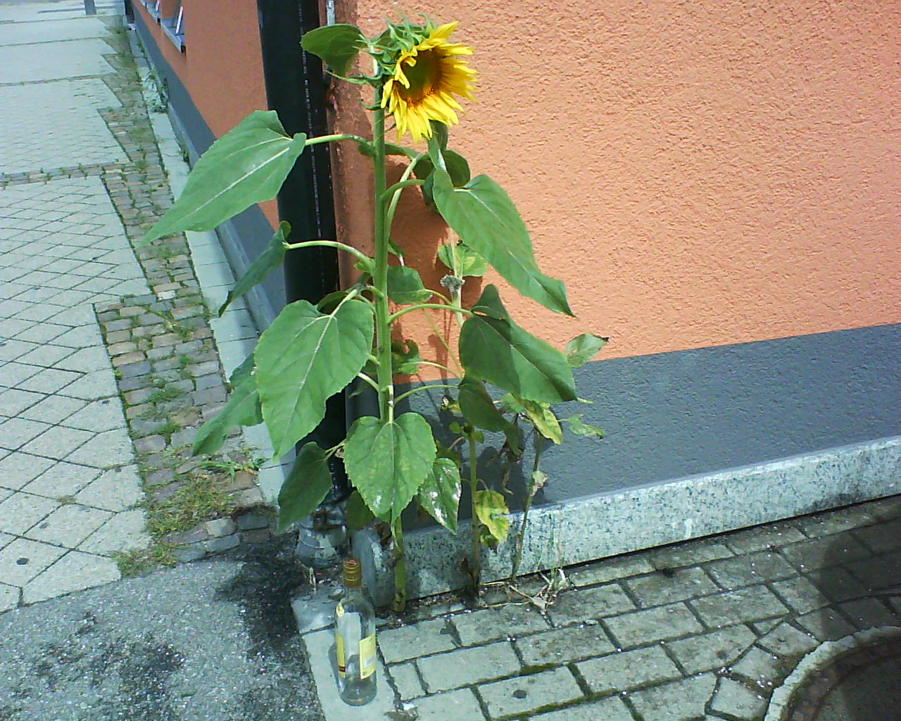 SonnenblumenRum.jpg