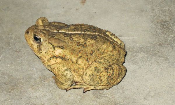 2013-08-07 Toadfrog 01.png