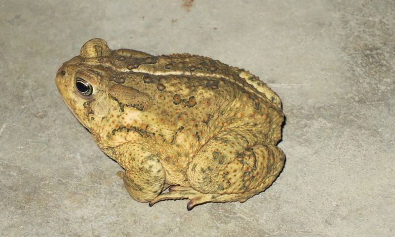 File:2013-08-07 Toadfrog 01.png