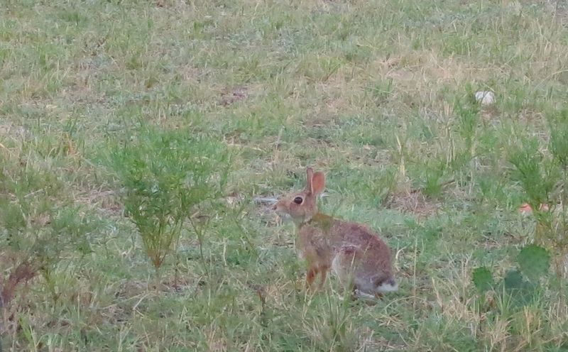 File:2013-08-13 CottonTails.jpg