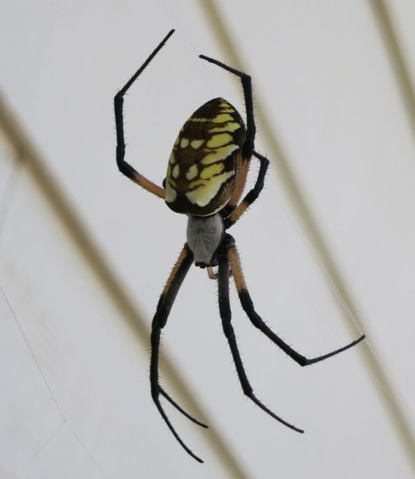 2013-08-05 Spider 01.png